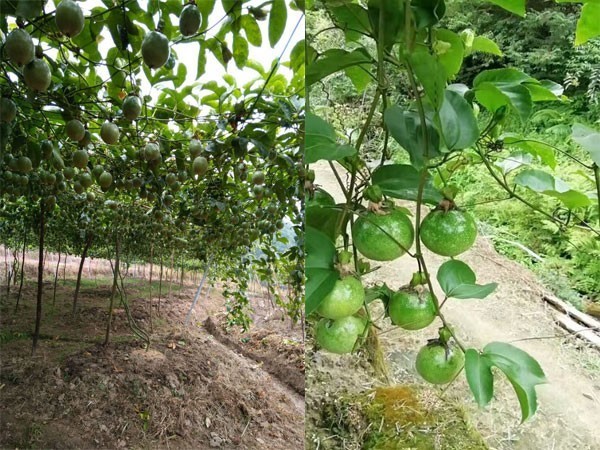 葉面肥噴施次數(shù)怎么控制?噴施注意